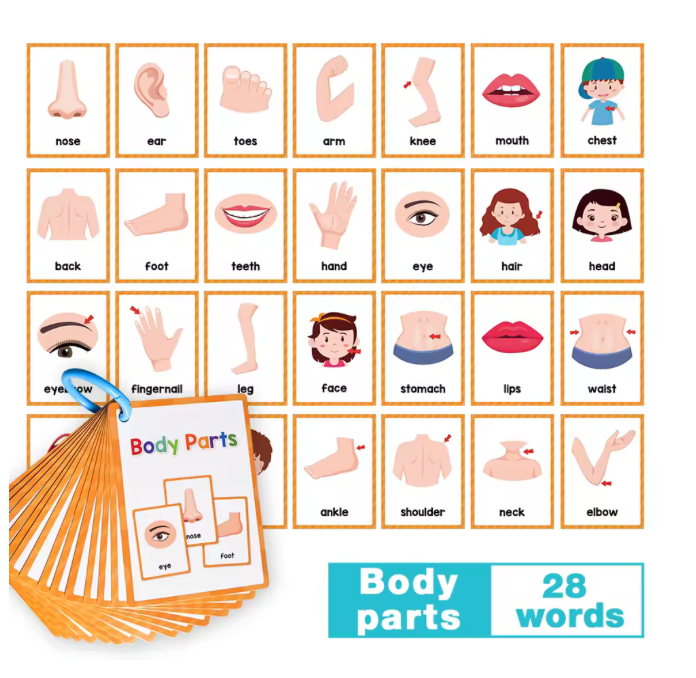 Cartes Montessori d’Apprentissage de l’Anglais